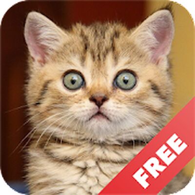 Скачать Звуки котов - поиграй с котами (Встроенный кеш) версия 1.19 на Андроид