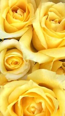 Скачать Flowers And Roses Animated Images Gif pictures 4K (Без кеша) версия 8.1.6 на Андроид